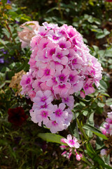 Delicate pink phlox with a bright center. Large flowers of pink phlox