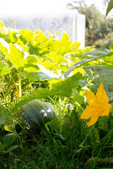 Small green pumpkin and inflorescence. Concept of growing healthy natural vegetables in your garden