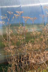 Dry dill in the garden bed. Dill with seeds. Dry stems and seeds of dill