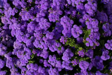 Ageratum Gauston. Bright purple ageratum flowers. View from above on a field of small fluffy flowers. Ageratum in the garden