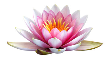 Pink water lily flower with yellow center isolated on transparent background