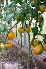 Large yellow tomatoes in the greenhouse crack due to temperature differences. The concept of growing home-grown tomatoes in a greenhouse.