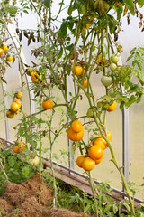 Tomatoes in a greenhouse were affected by late blight