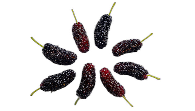  More di gelso dall'alto- Sei more di gelso disposte su uno sfondo bianco, viste dall'al_1(247)