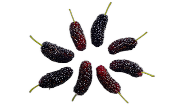  More di gelso dall'alto- Sei more di gelso disposte su uno sfondo bianco, viste dall'al_1(247)