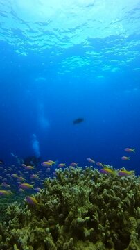 coral reef in the blue sea