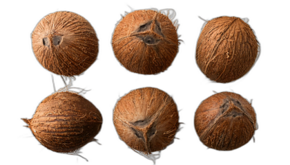  Noci di cocco dall'alto- Sei noci di cocco disposte su uno sfondo bianco, riprese dall'alto_1(265)