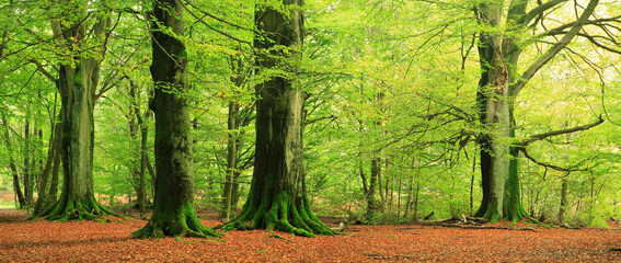 Green Forest of Mighty Old Beech Trees with Moss Covered Roots