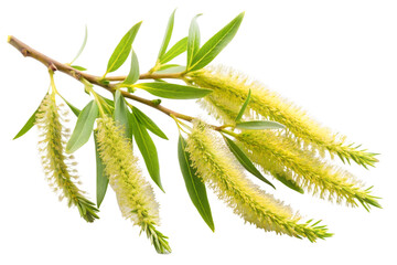Willow branch with yellow catkins isolated on transparent background