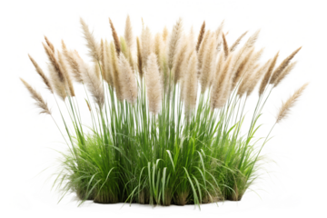 Close-up of pampas grass isolated on transparent background