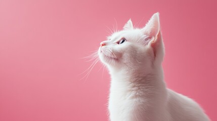 A white cat is looking at the camera with its eyes wide open. The cat is standing on a pink background