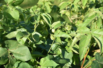 Gossypium herbaceum d'Afrique du Sud