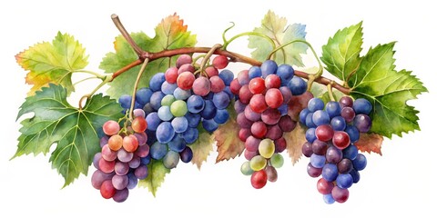 Obraz premium Delicate Watercolor Painting of a Harmonious Grape Cluster in Semi-Circle, Featuring Vibrant Blue, Purple, Red, and Green Grapes with Lush Green Leaves Against a Soft White