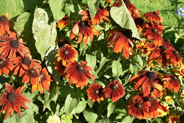 Rudbeckia rouge au jardin en été