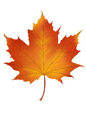 autumn maple leaf, hand drawn illustration, design element on transparent background