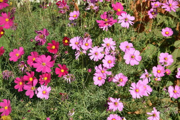 Cosmos roses et mauves en été au jardin