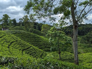 Darjeeling tila Green tea garden terrace at sreemangal, bangladesh