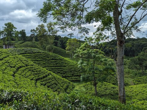 Darjeeling tila Green tea garden terrace at sreemangal, bangladesh