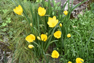 Sternbergia lutea en automne au jardin