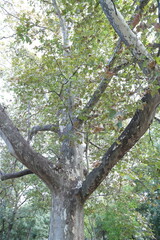Obraz premium tree in the park