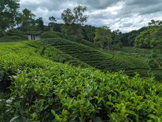 Darjeeling tila Green tea garden terrace at sreemangal, bangladesh