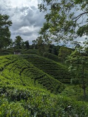Darjeeling tila Green tea garden terrace at sreemangal, bangladesh