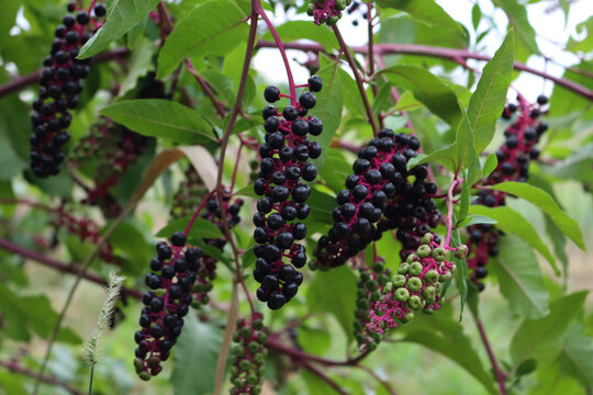 Phytolacca americana branches with  green and purple fruits . Pokeweed plant in the garden on summer