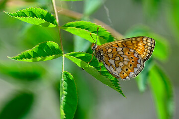 Skabiosen-Scheckenfalter, Goldener Scheckenfalter  // Marsh fritillary (Euphydryas aurinia) - Montenegro