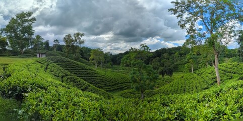 Darjeeling tila Green tea garden terrace at sreemangal, bangladesh