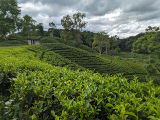 Darjeeling tila Green tea garden terrace at sreemangal, bangladesh