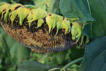 Faded Dwarf sunflower on autumn season with many black seeds eaten by birds