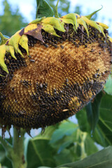 Close-up of faded Dwarf sunflower on autumn season with many black seeds eaten by birds