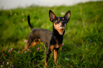 Small smooth-haired Russian toy terrier dog standing on green grass enjoying walk in fresh air. Dog product concept, pet walking.