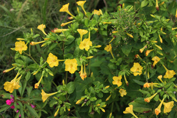 Mirabilis jalapa plant in bloom with beautiful yellow flowers in the garden on summer