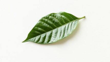 Single green cocoa leaf isolated on a plain white background with sharp natural textures
