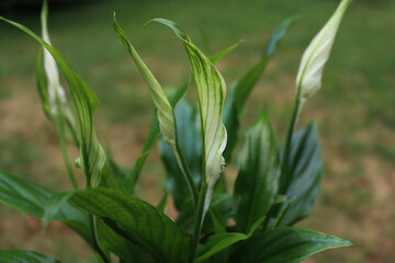Spathiphyllum  plant in bloom with many white flowers against green background