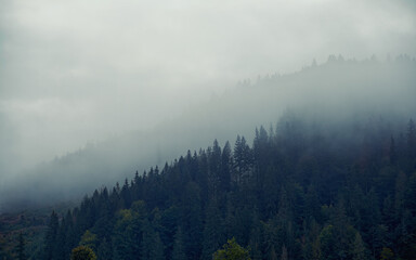 A misty forested mountain with towering pine trees, shrouded in dense fog. The hazy atmosphere creates a mysterious and tranquil ambiance, blending nature's beauty with an eerie calm.
