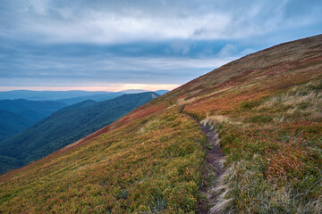 A narrow, hiking trail among the blueberry thickets on the mountainside. Autumn mountain landscape, blueberry leaves reddened by night frosts, pasty cloudy sky