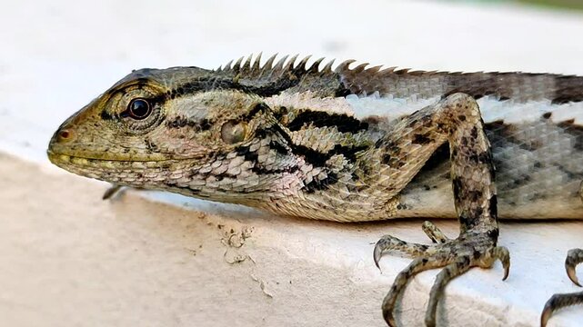 Close up Tropical oriental garden lizard on the brick, close-up on a blurred background, eastern garden lizard.