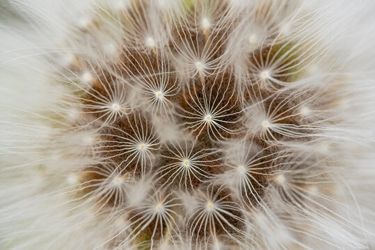 Macro shot of a dandelion seed head in detail