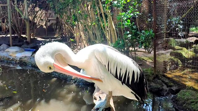A pelican in the pond is cleaning its feathers with its beak.