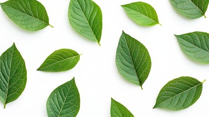 Obraz premium Green leaves isolated on a bright white background highlighting the natural intricate veins and shapes perfect for botanical themes or eco concepts