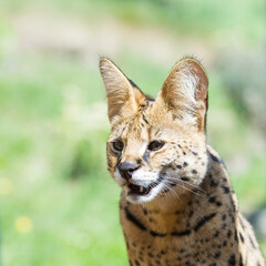 Porträt einer Serval Katze
