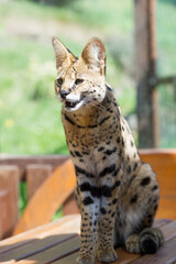 Porträt einer Serval Katze