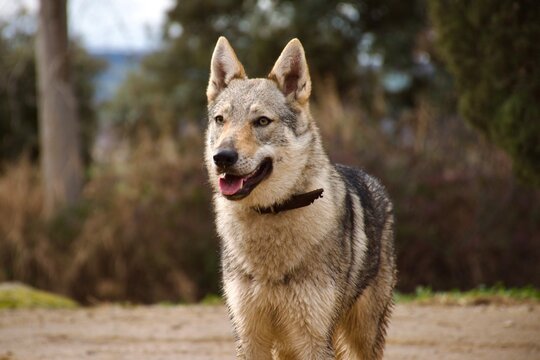 Czechoslovakian wolfdog dog