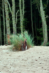 Słowiński Park Narodowy jest położony w środkowej części polskiego wybrzeża. Jest położony w środkowej części polskiego wybrzeża. Charakterystycznym elementem parku jest wydmowy pas mierzei z ruchomym © JDziedzic
