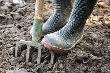 Working in the garden, loosening the soil.
