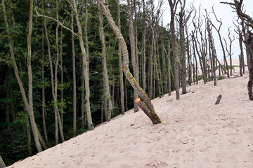 Słowiński Park Narodowy jest położony w środkowej części polskiego wybrzeża. Jest położony w środkowej części polskiego wybrzeża. Charakterystycznym elementem parku jest wydmowy pas mierzei z ruchomym © JDziedzic