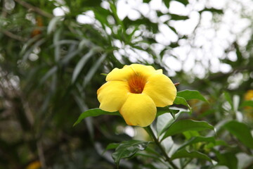 Yellow flower, flora of Mexico, background