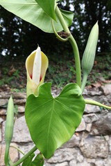 Philodendron flower, flora of Mexico, background